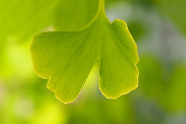 Ginkgo Biloba .webp